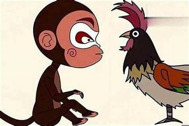 猴跟鸡结婚属相合不合