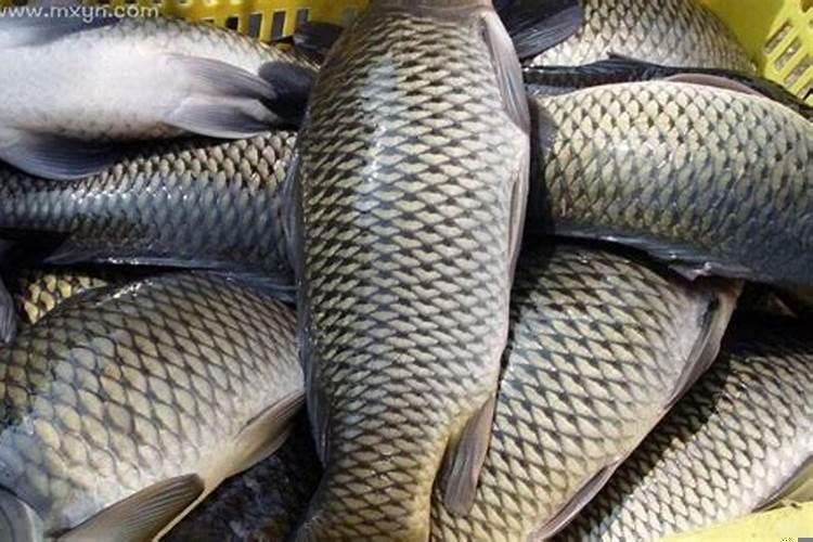 梦见大鱼生小鱼是什么意思周公解梦