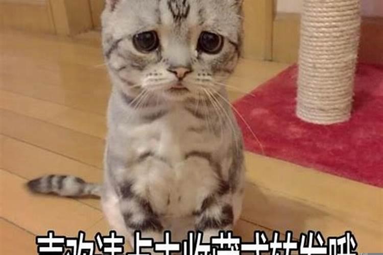 梦见和老虎同住一屋