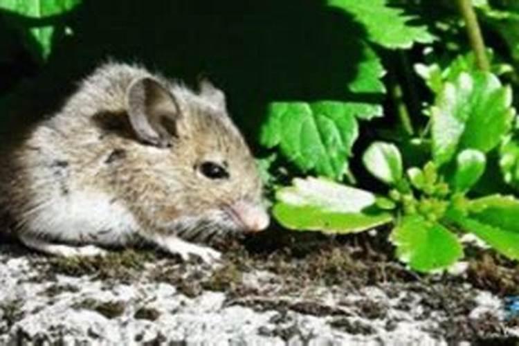 梦见大老鼠往自己身上扑