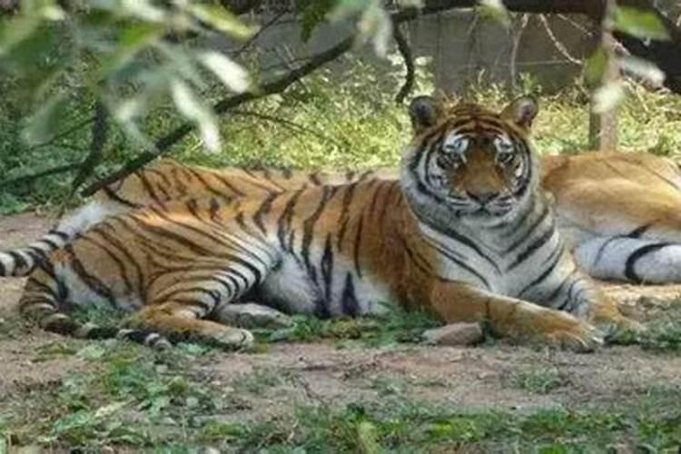 孕妇做梦梦到被老虎追着跑