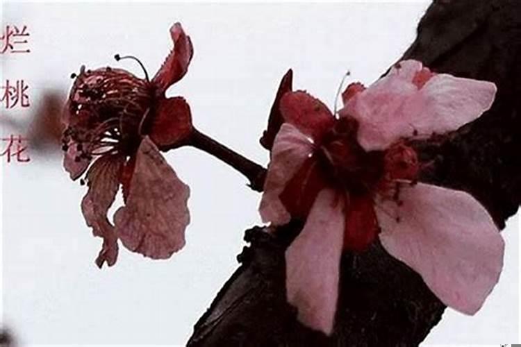 招烂桃花怎么办