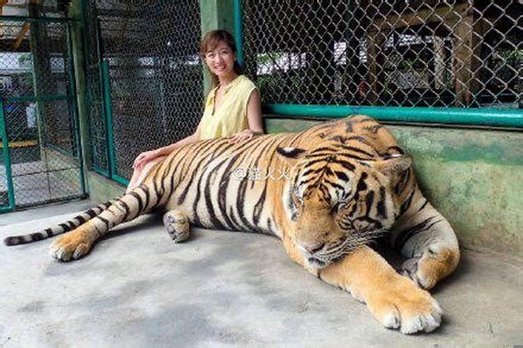 梦见和老虎同住一屋