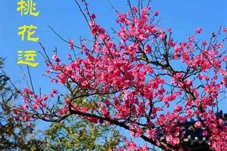 招烂桃花怎么办