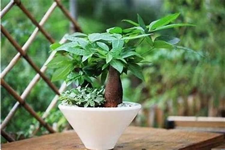 提高孩子成绩风水植物