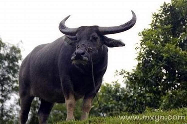 梦见水牛在房顶上