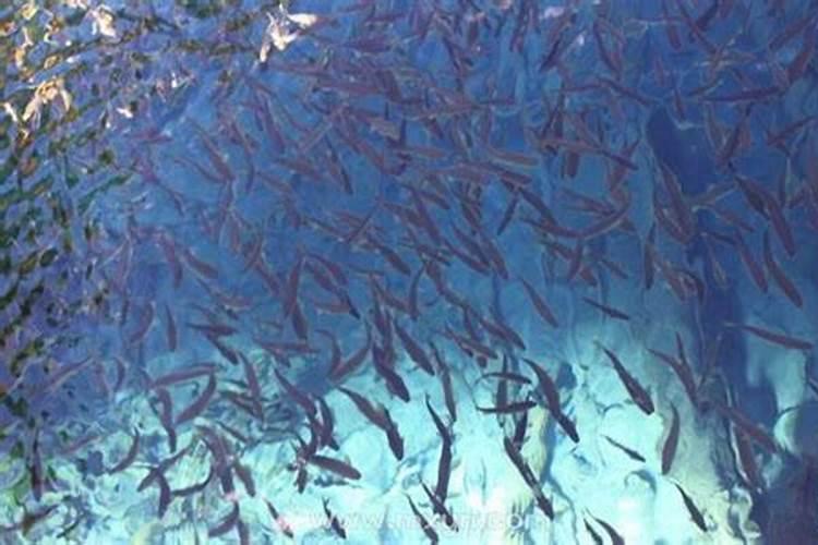 梦见大鱼生小鱼是什么意思周公解梦