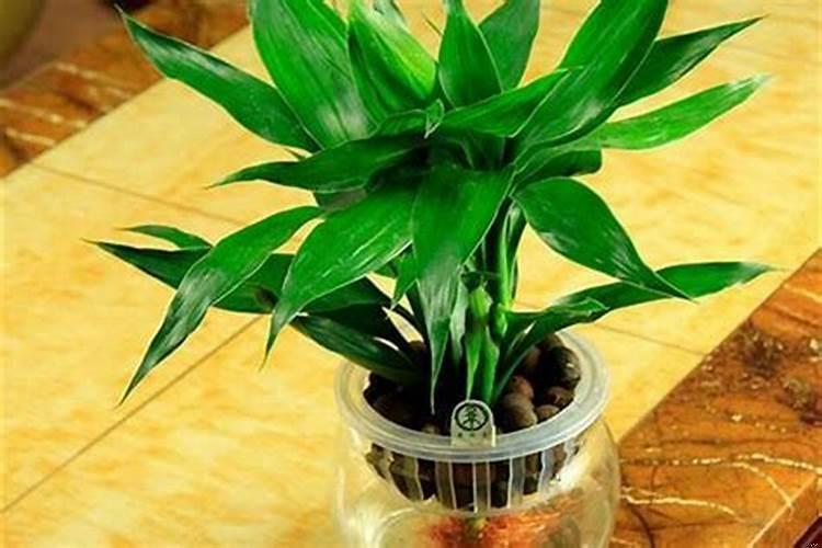 家中富贵竹摆放在哪里风水更好一点