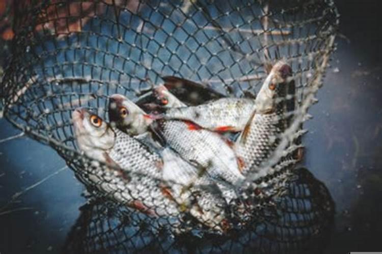 晚上睡觉梦见抓鱼好不好