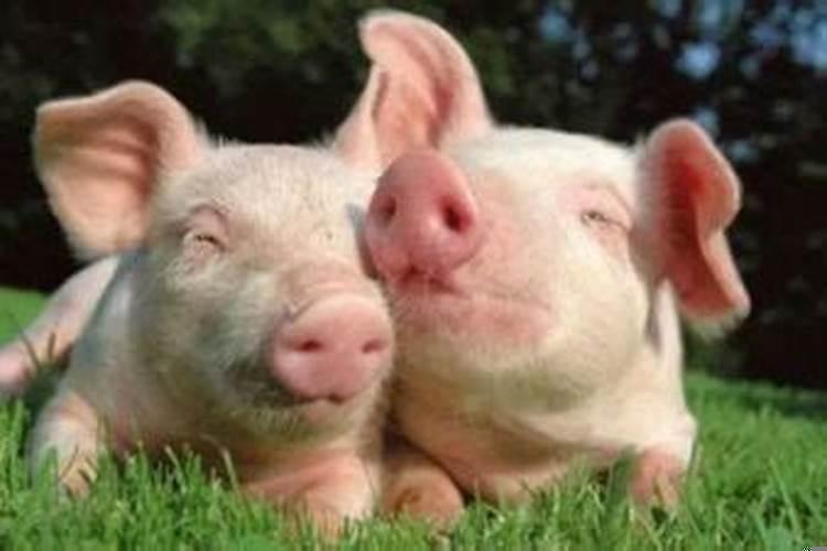 头胎属猴二胎属兔好吗