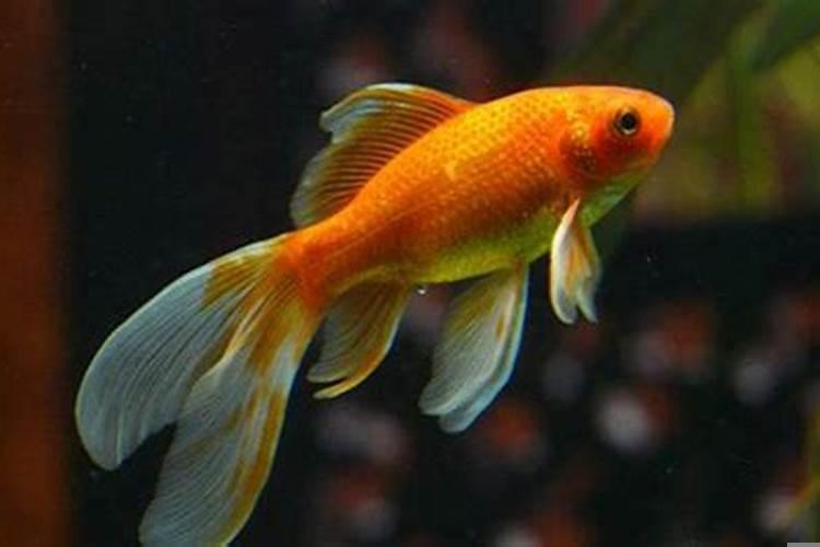 梦见金鱼的象征意义