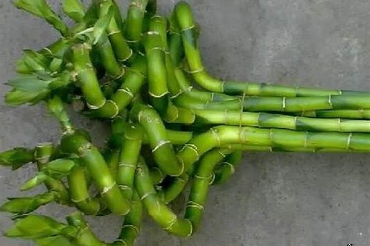 家中富贵竹摆放在哪里风水更好一点