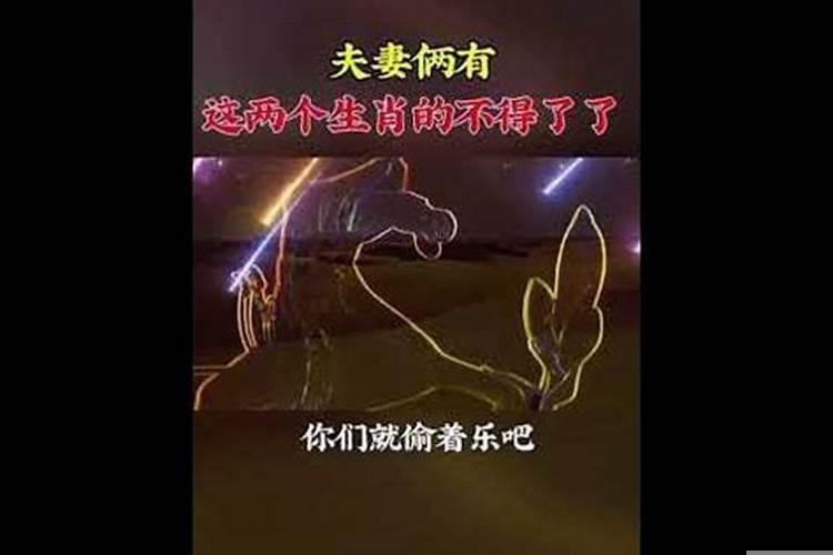 夫妻生肖是哪些生肖