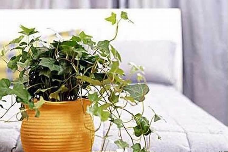 卧室花摆放风水讲究