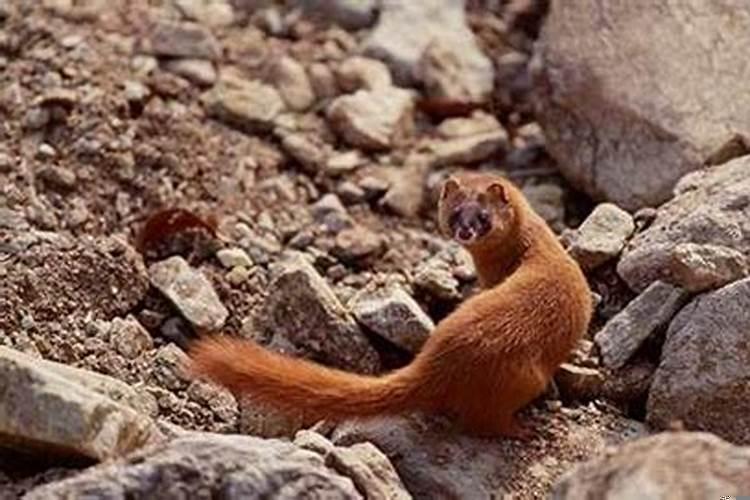 梦见大老鼠往自己身上扑