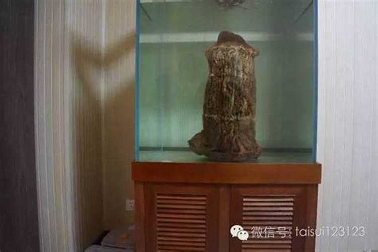 太岁喜欢什么环境中