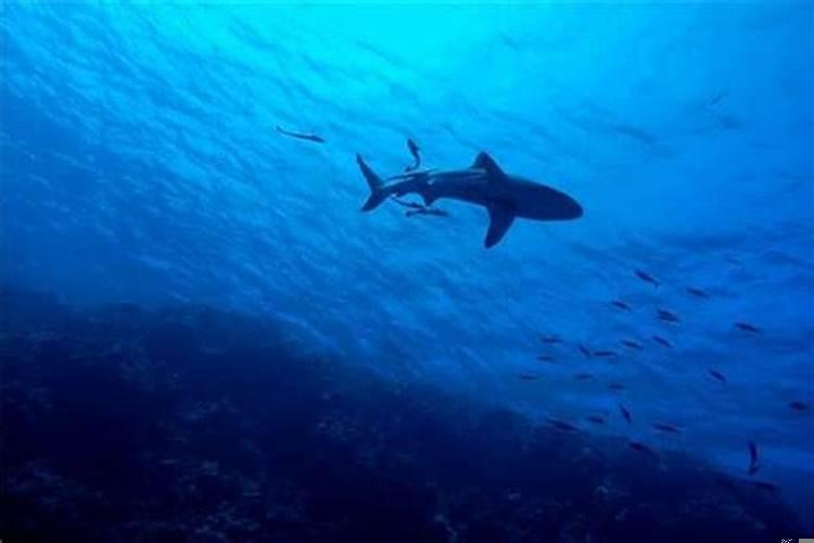 梦见大鱼生小鱼是什么意思周公解梦