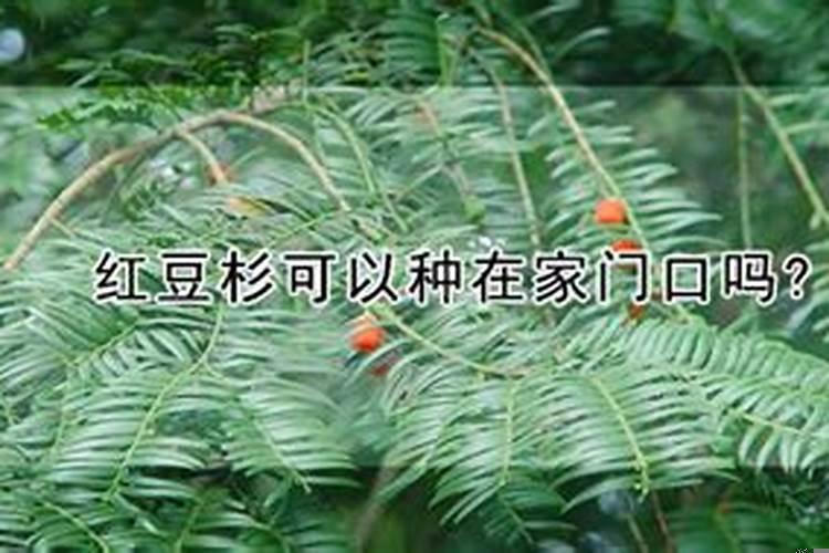 红豆杉可以种家里风水好吗?