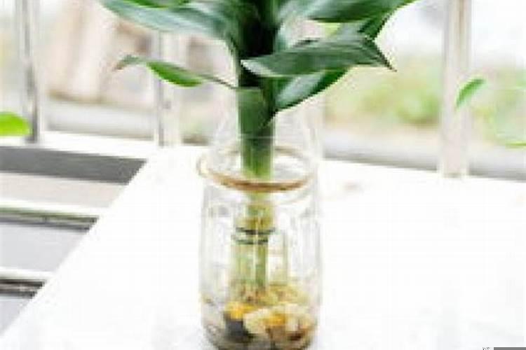家中富贵竹摆放在哪里风水更好一点