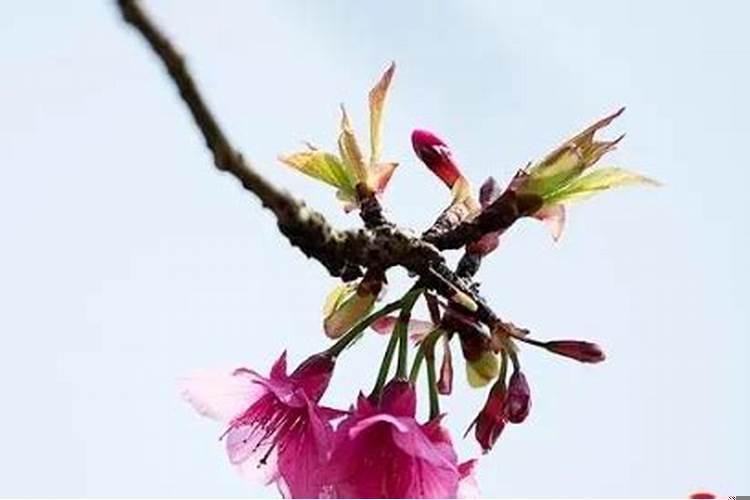 2025年2月哪天适合订婚