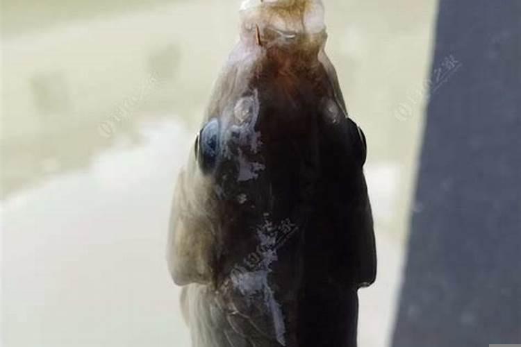 今天适不适合钓鱼日历