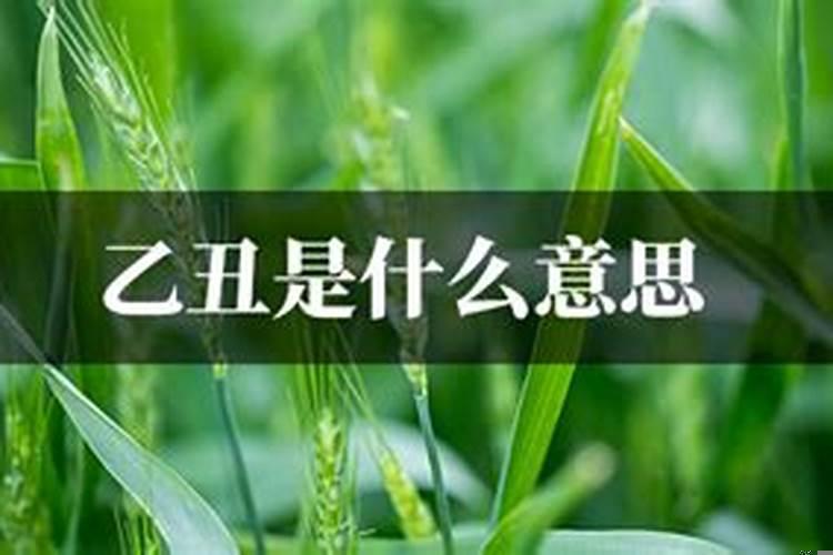 夫妻宫乙未什么意思