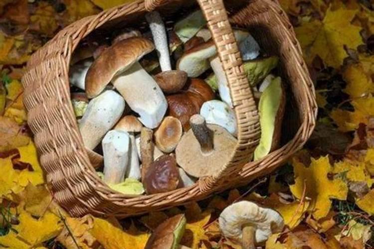 梦见捡蘑菇代表什么