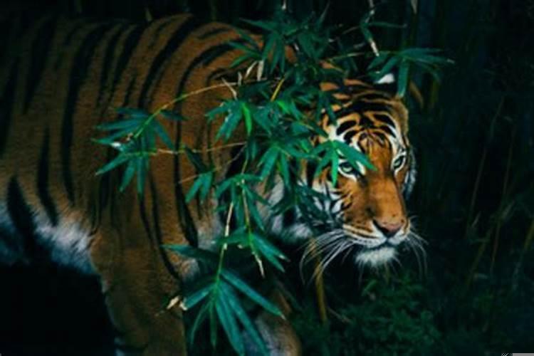 孕妇做梦梦到被老虎追着跑