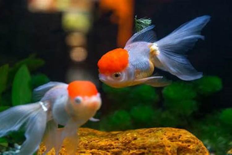 家中养鱼有什么讲究养几条鱼好