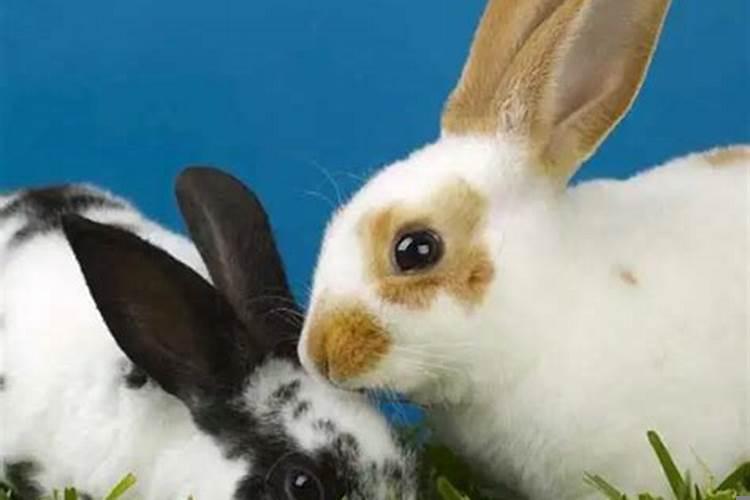 属虎和属兔的合不合做生意