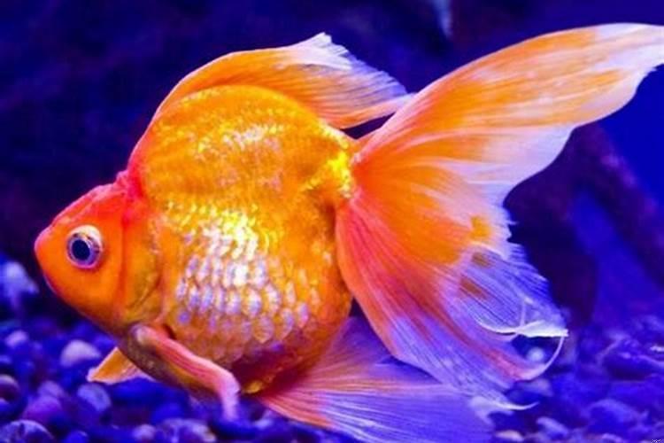 梦见金鱼的象征意义