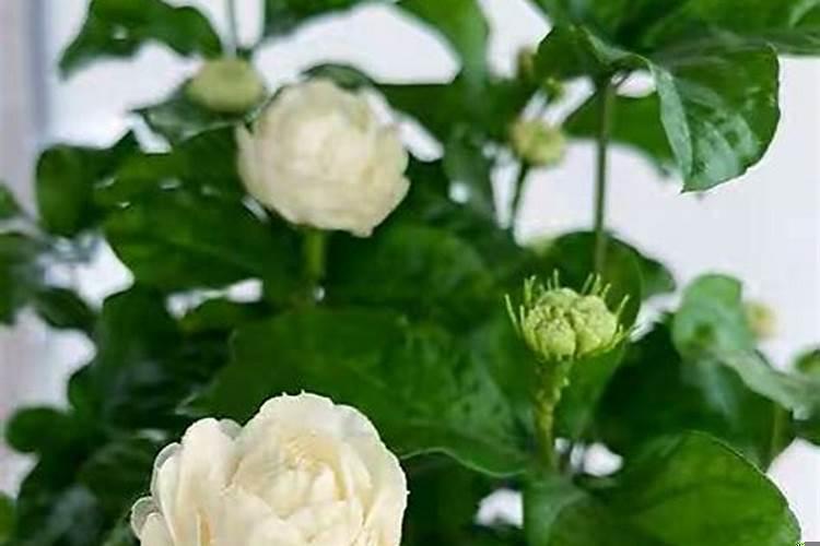 属猴的家里摆什么植物最好