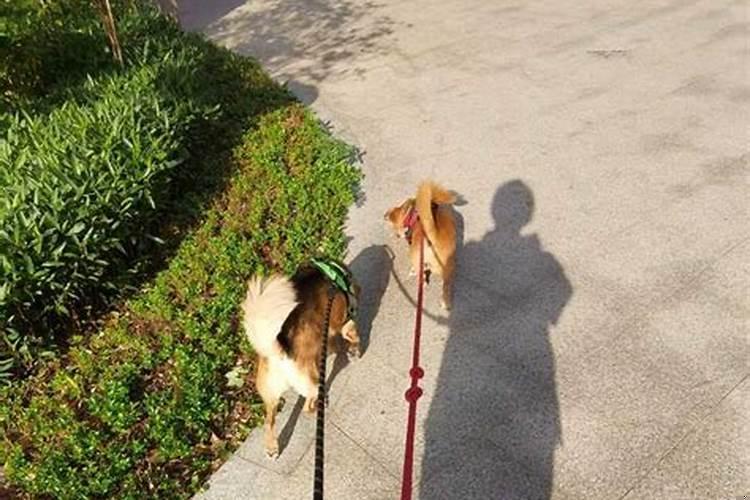 梦到不小心把狗摔死了