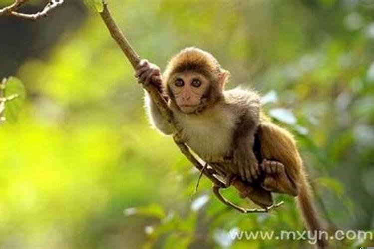 梦见猴子预示着什么