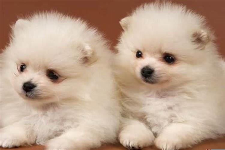 属鼠和属鸡的合不合