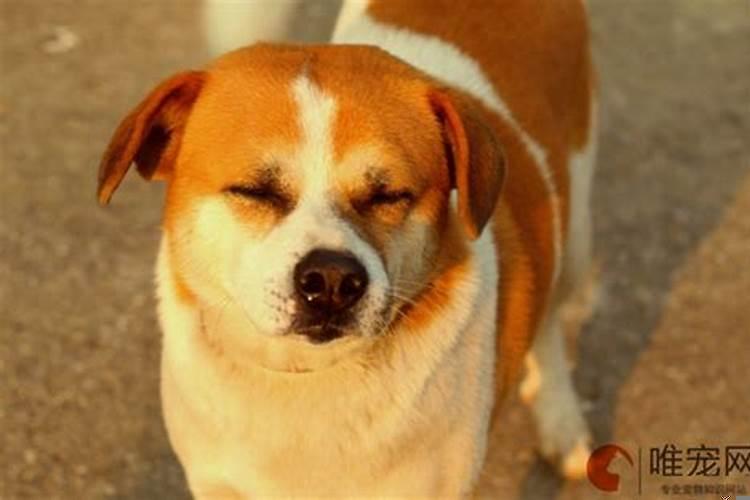 梦到不小心把狗摔死了