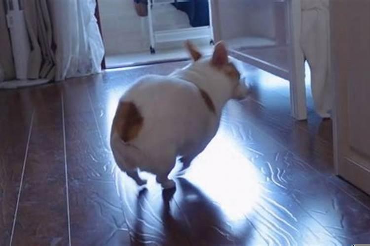 梦到不小心把狗摔死了