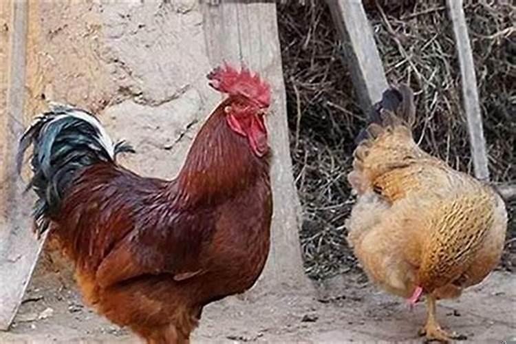 属鸡的男人心机重吗