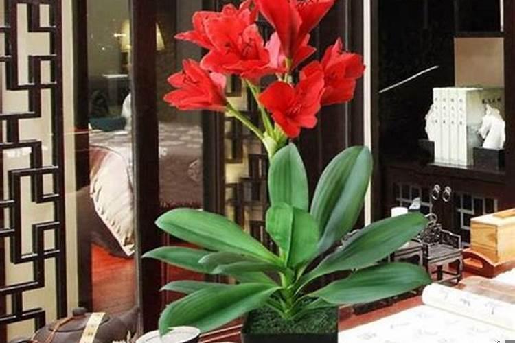 室内养什么花最好旺财对身体好