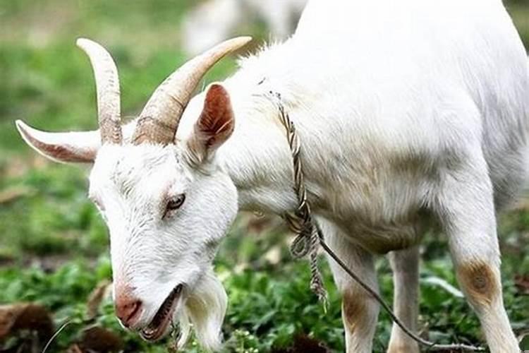 两个属羊的结婚好吗女