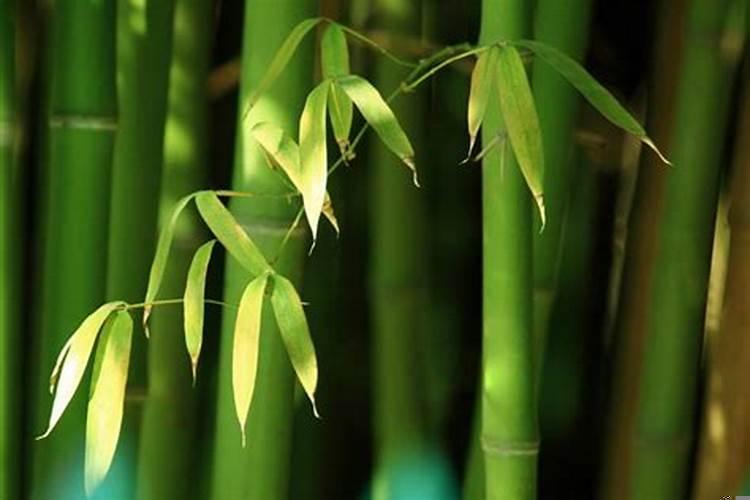 梦见竹子是什么预兆