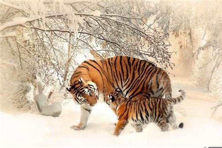 属狗的可以配属虎的吗