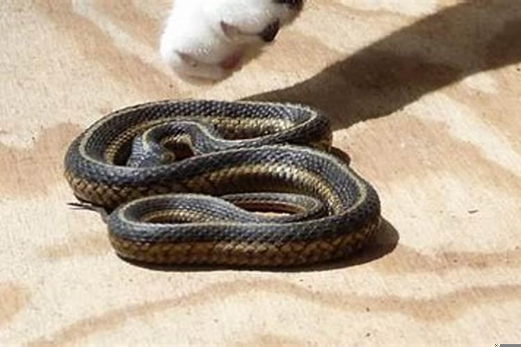 孕妇梦见蛇很害怕是什么意思