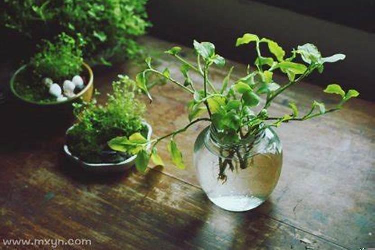 梦见种绿色植物是什么意思