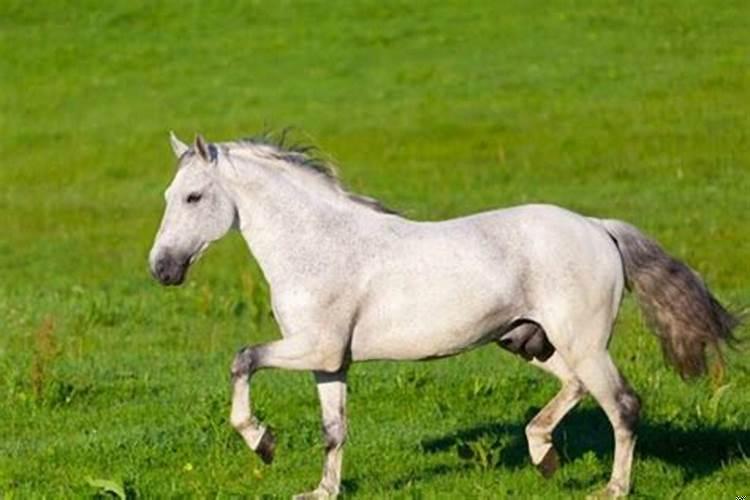 马与马结婚好不好