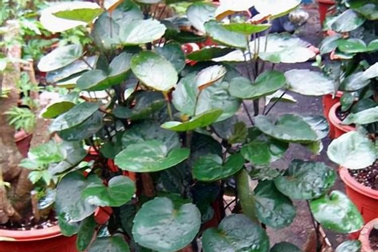 家里摆什么辟邪旺财