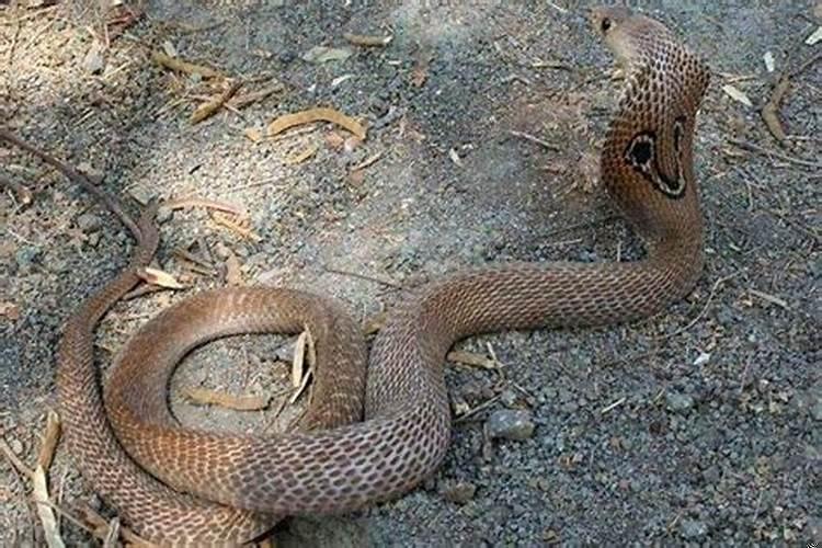 孕早期梦见黑色大蛇