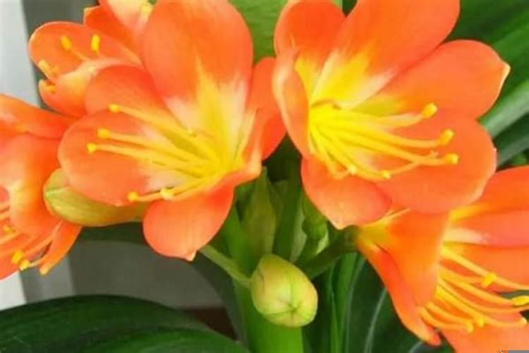 室内养什么花最好旺财对身体好