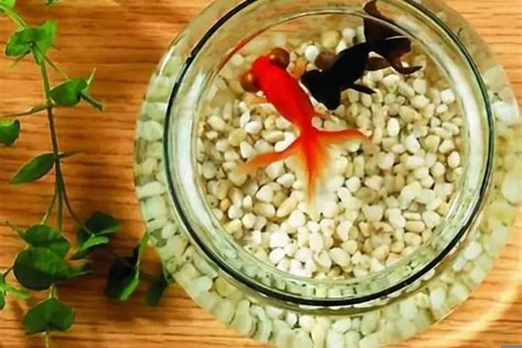 八字缺火适合养鱼吗