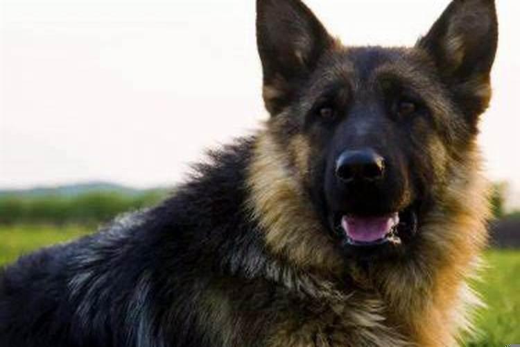 梦见一群狗一直追着我不放